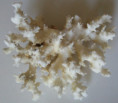 /products/osten-z-morskeho-jezka-privesek-4/